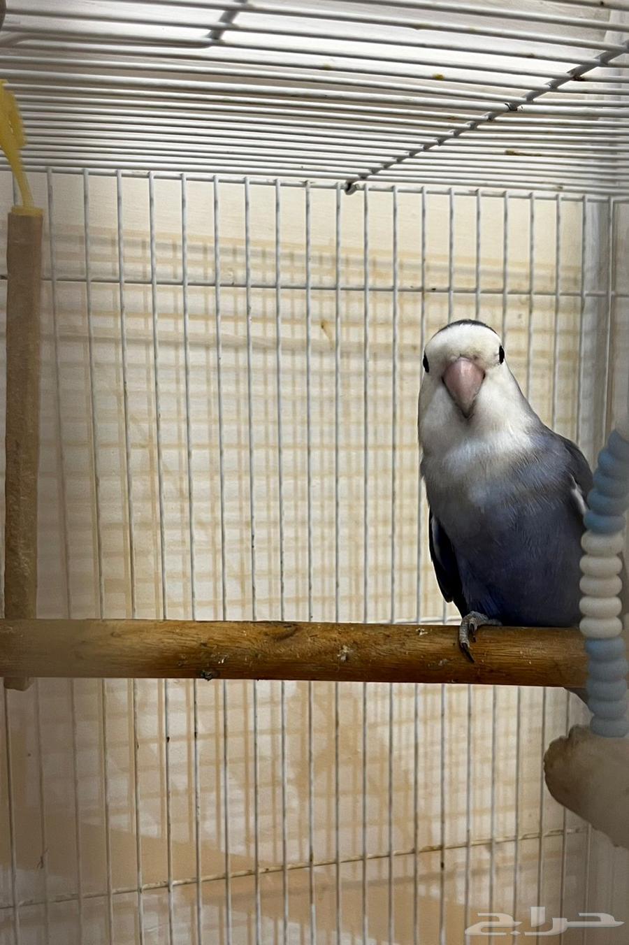 Breeding pair64417535457282113