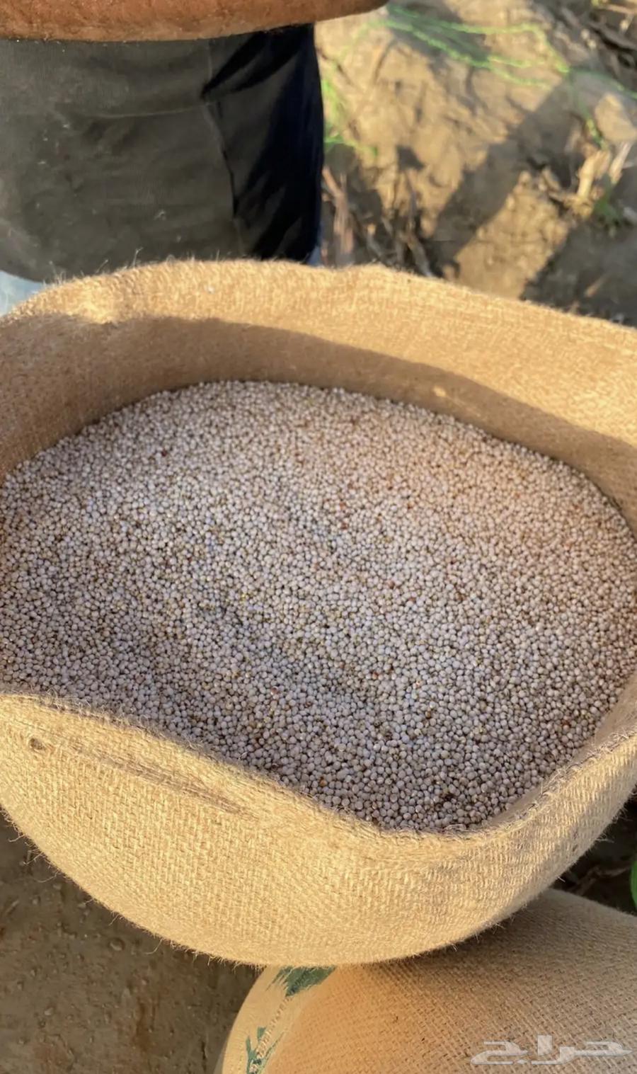 حب ذرة ابيض64415357311234110