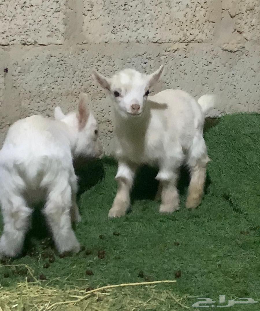 Dwarf Goat64418472106497112
