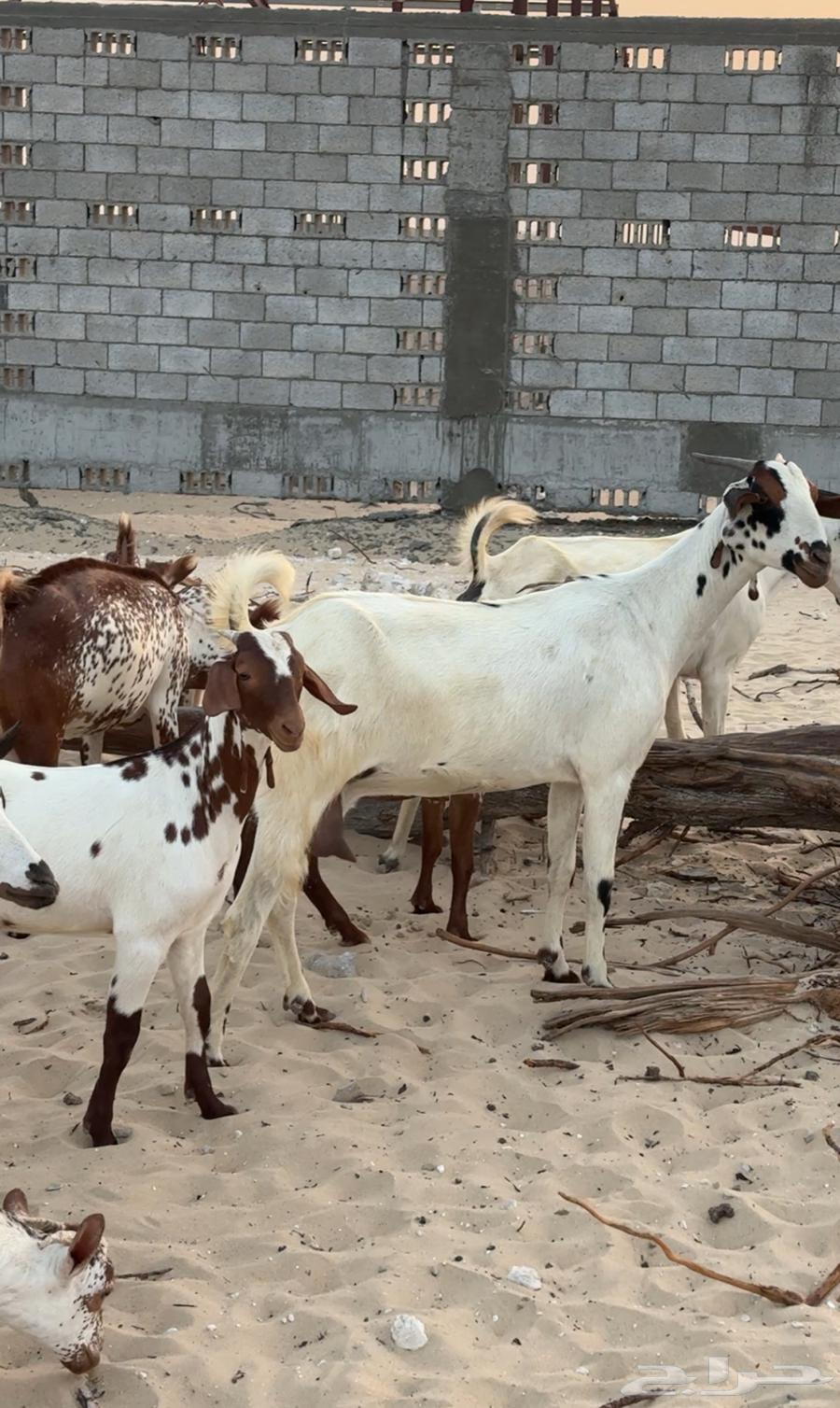 معزاء جنوبيه للبيع64412642118402110