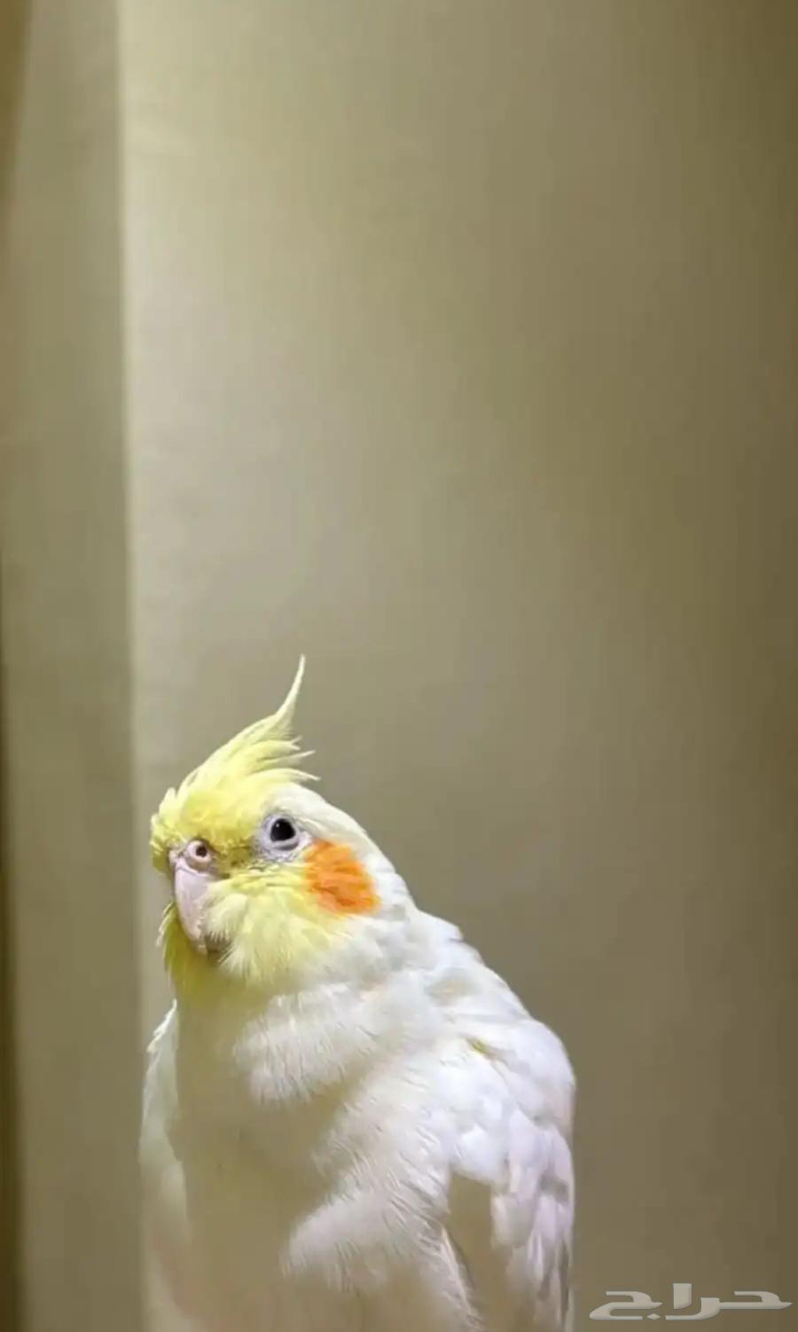 كروان للبيع64416915007235110