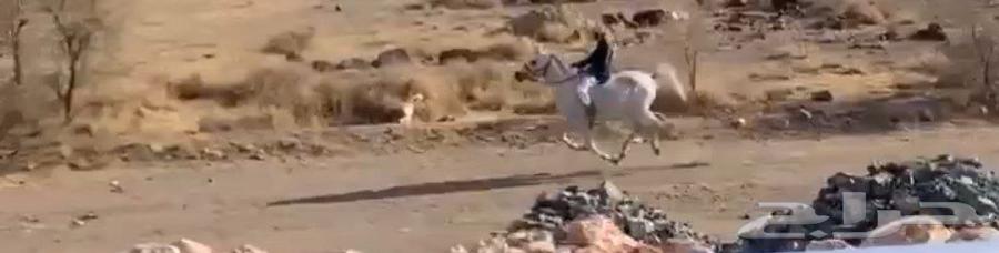 حصان شعبي للبيع64415652948226112