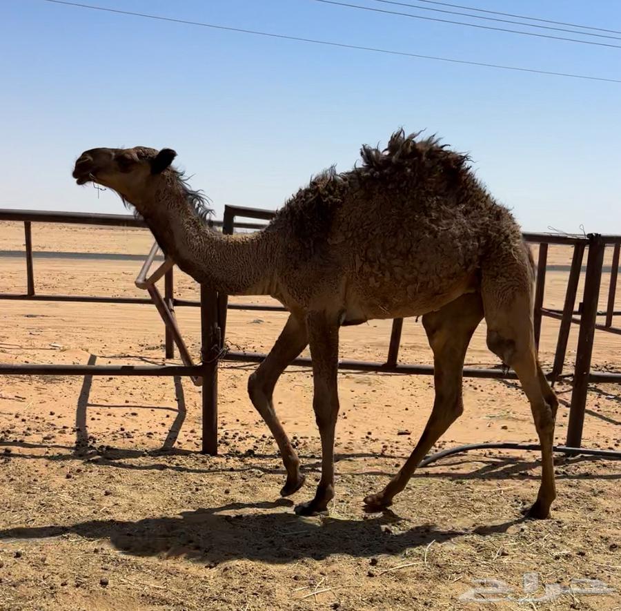 Yellow Bakra Abdaniyah64414263317377111