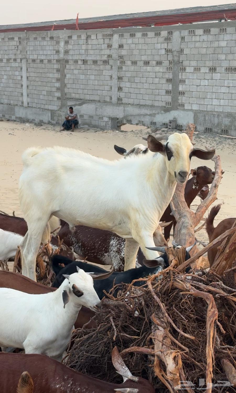 معزاء جنوبيه للبيع64412642118402111