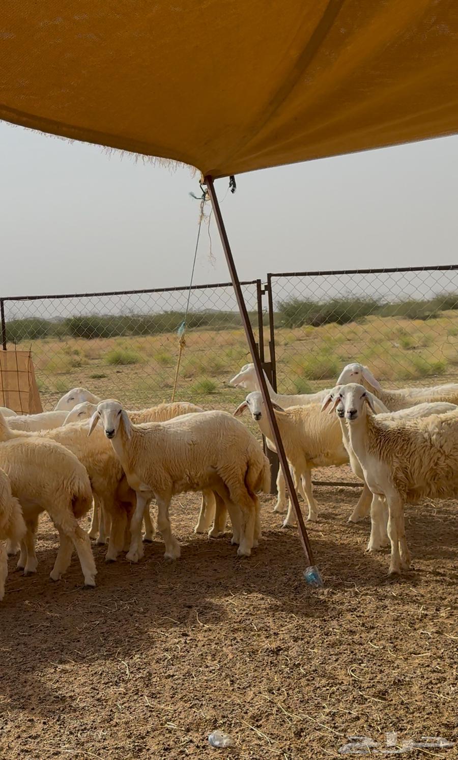 رخال حريه نظيفه وطيبه64413944625921113