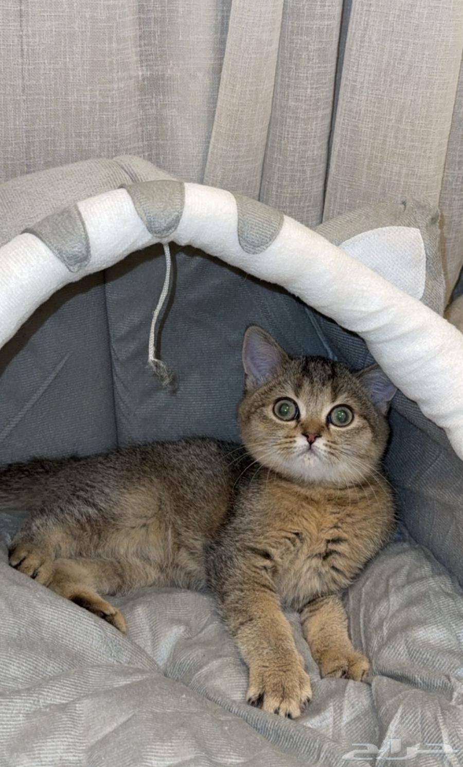 ذكر سكوتش للبيع الرياض ب 500 ريال64413326886914110