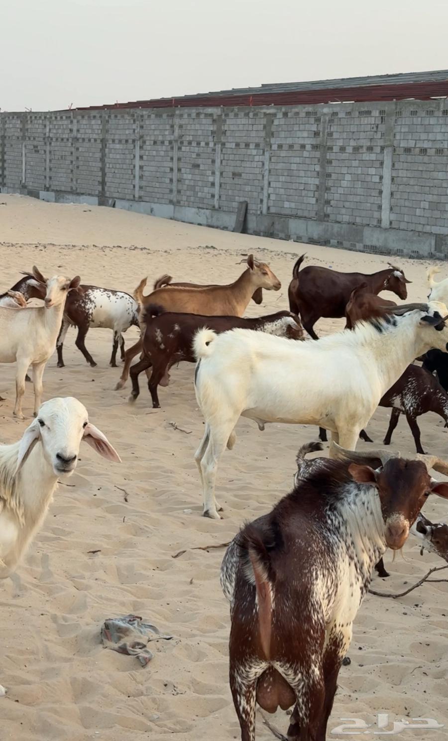 معزاء جنوبيه للبيع64412642118402114