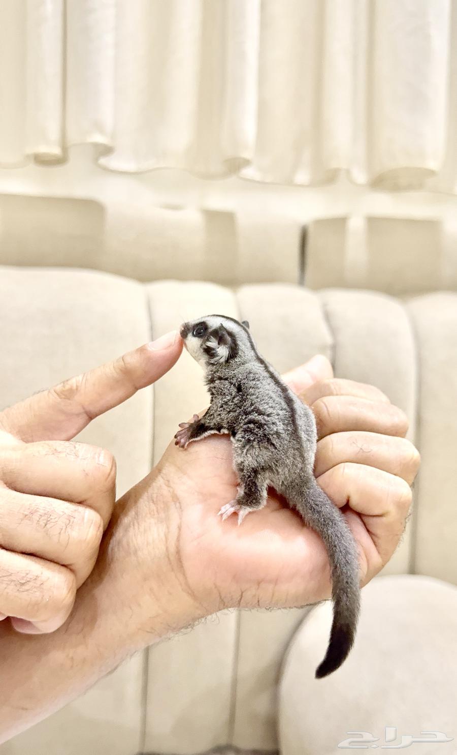 جوز سناجب سنجاب64416054719875110