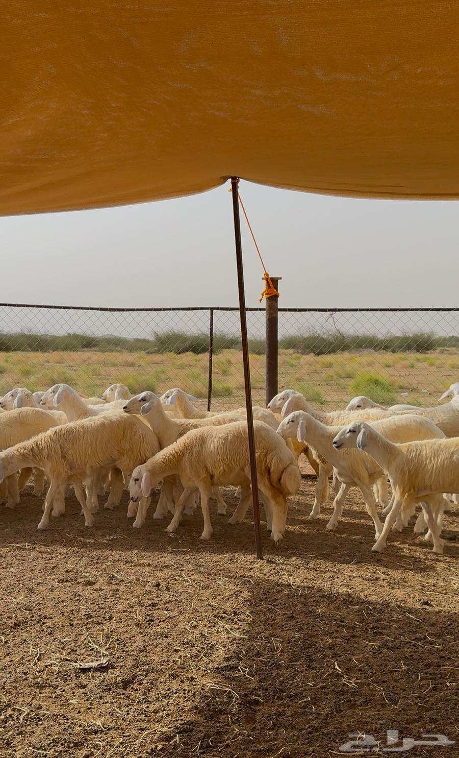 رخال حريه نظيفه وطيبه64413944625921111