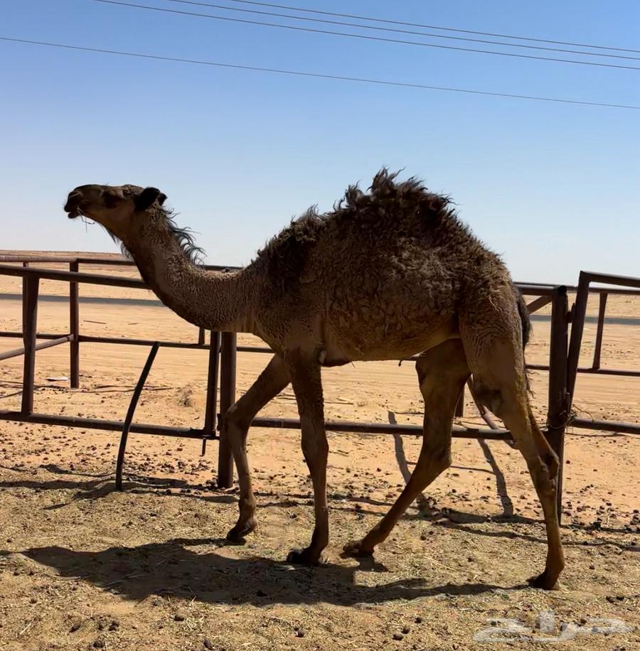 Yellow Bakra Abdaniyah64414263317377110