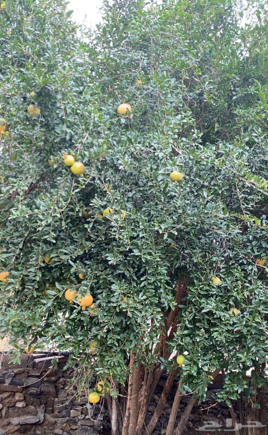 رمان بيده متوفر64415733313410111