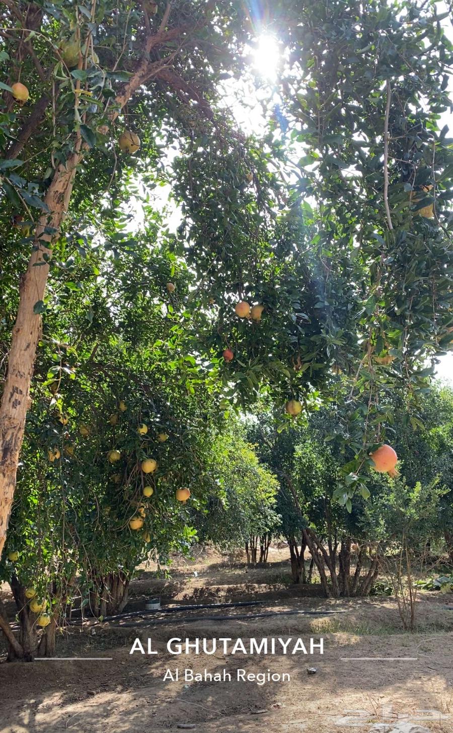 رمان بيده متوفر64415733313410112