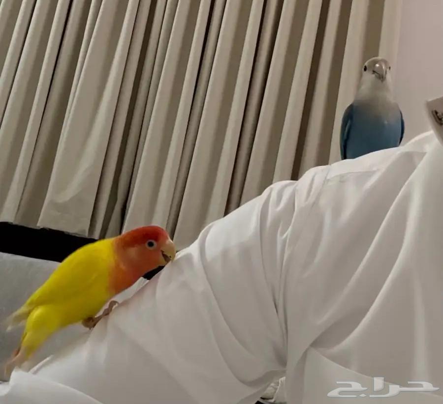 طيور روز للبيع64418363285762111