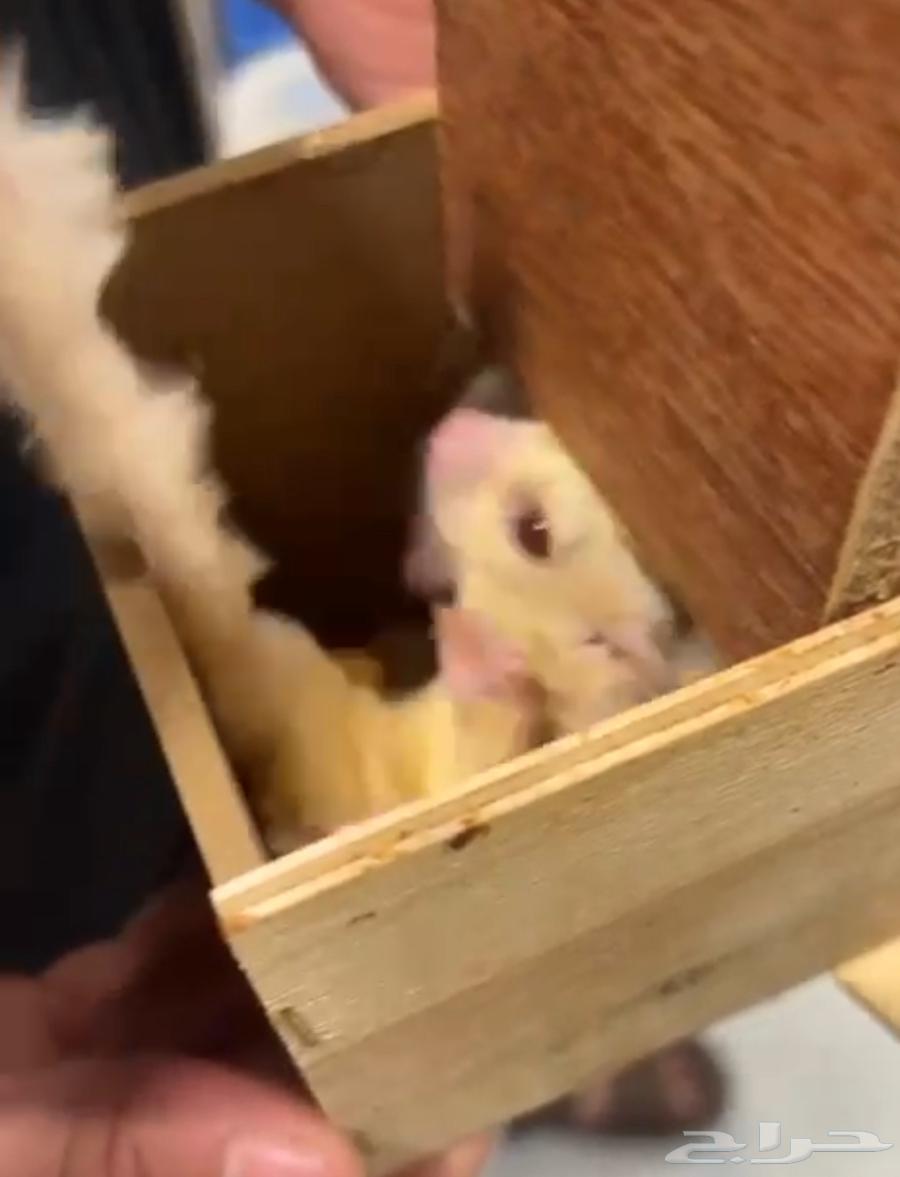 Flying Squirrel (Sugar Glider)64416637059330111