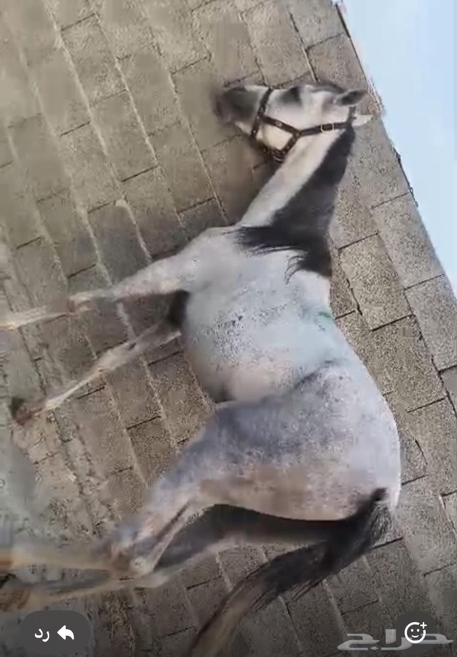 حصان للبيع64417115653379111