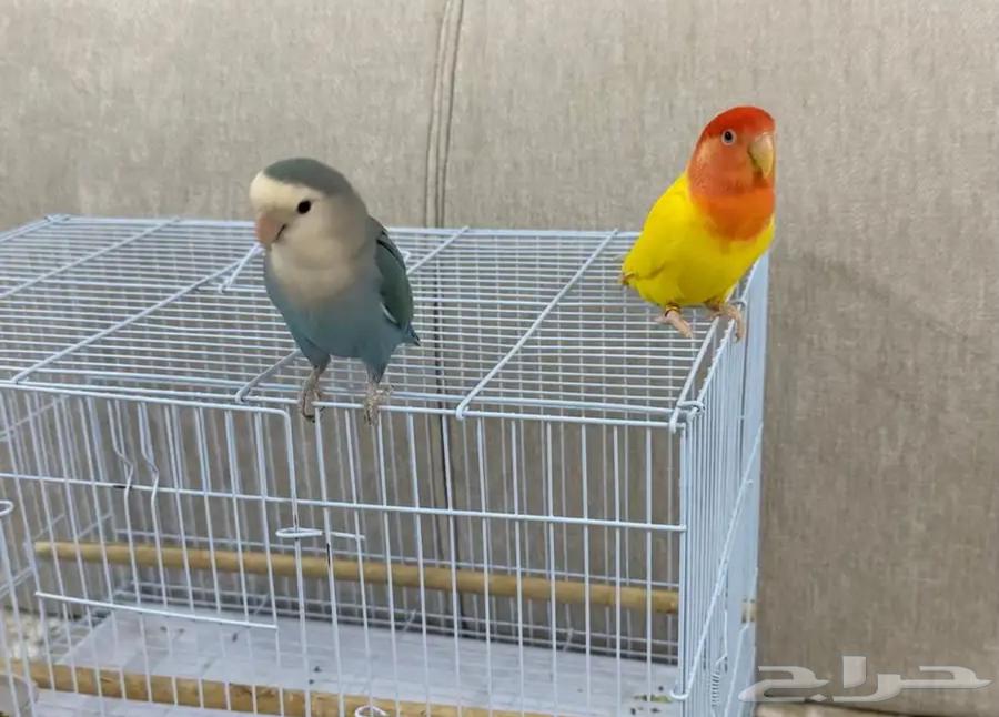 طيور روز للبيع64418363285762110