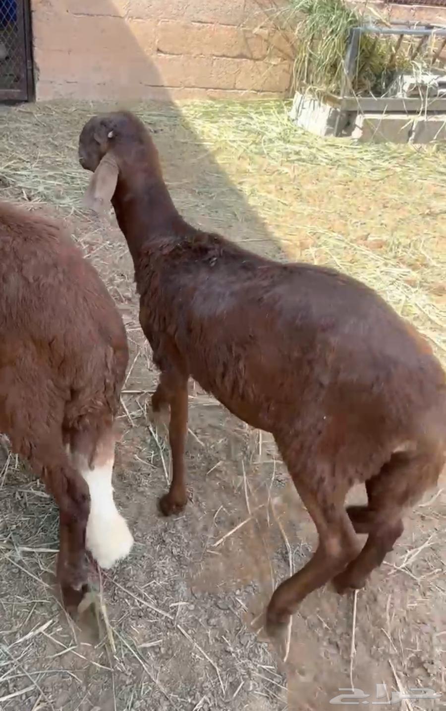 طليان سواكن طيبة فل الفل شحم وعلى الشرط64418133503491111