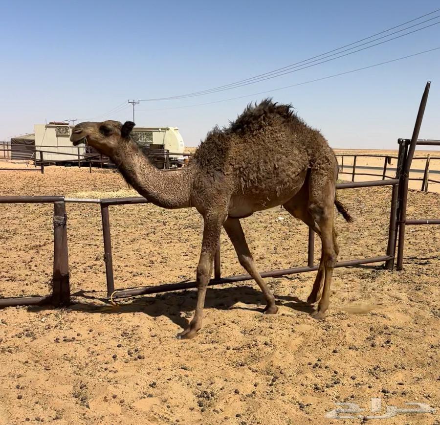 Yellow Bakra Abdaniyah64414263317377112