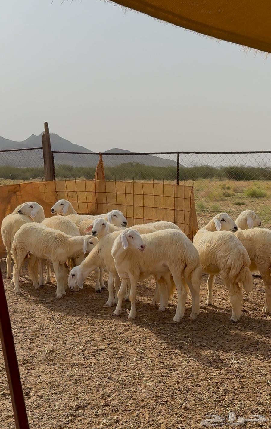 رخال حريه نظيفه وطيبه64413944625921114