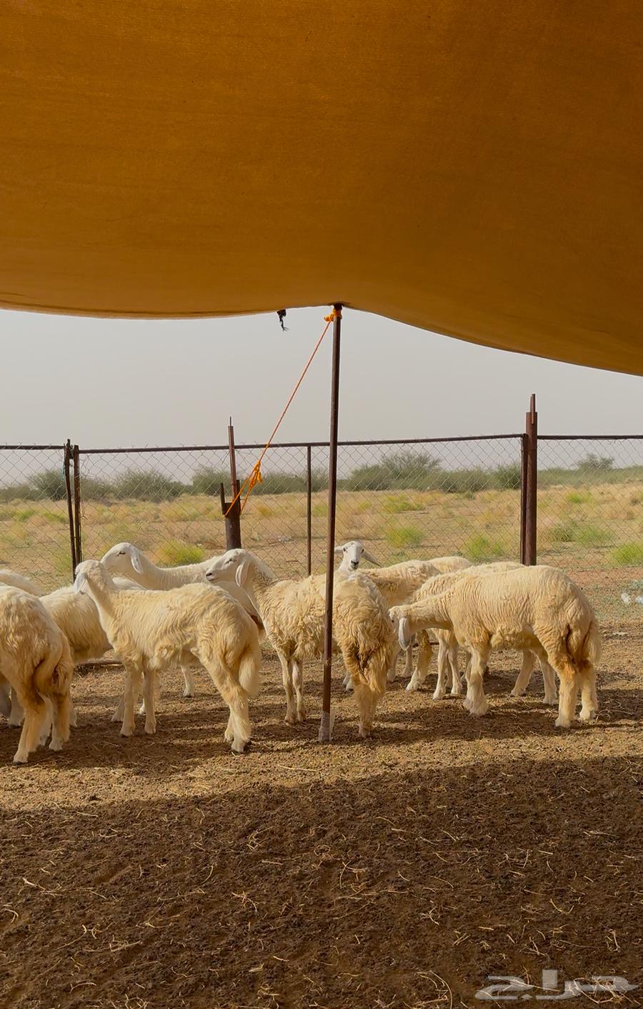 رخال حريه نظيفه وطيبه64413944625921112