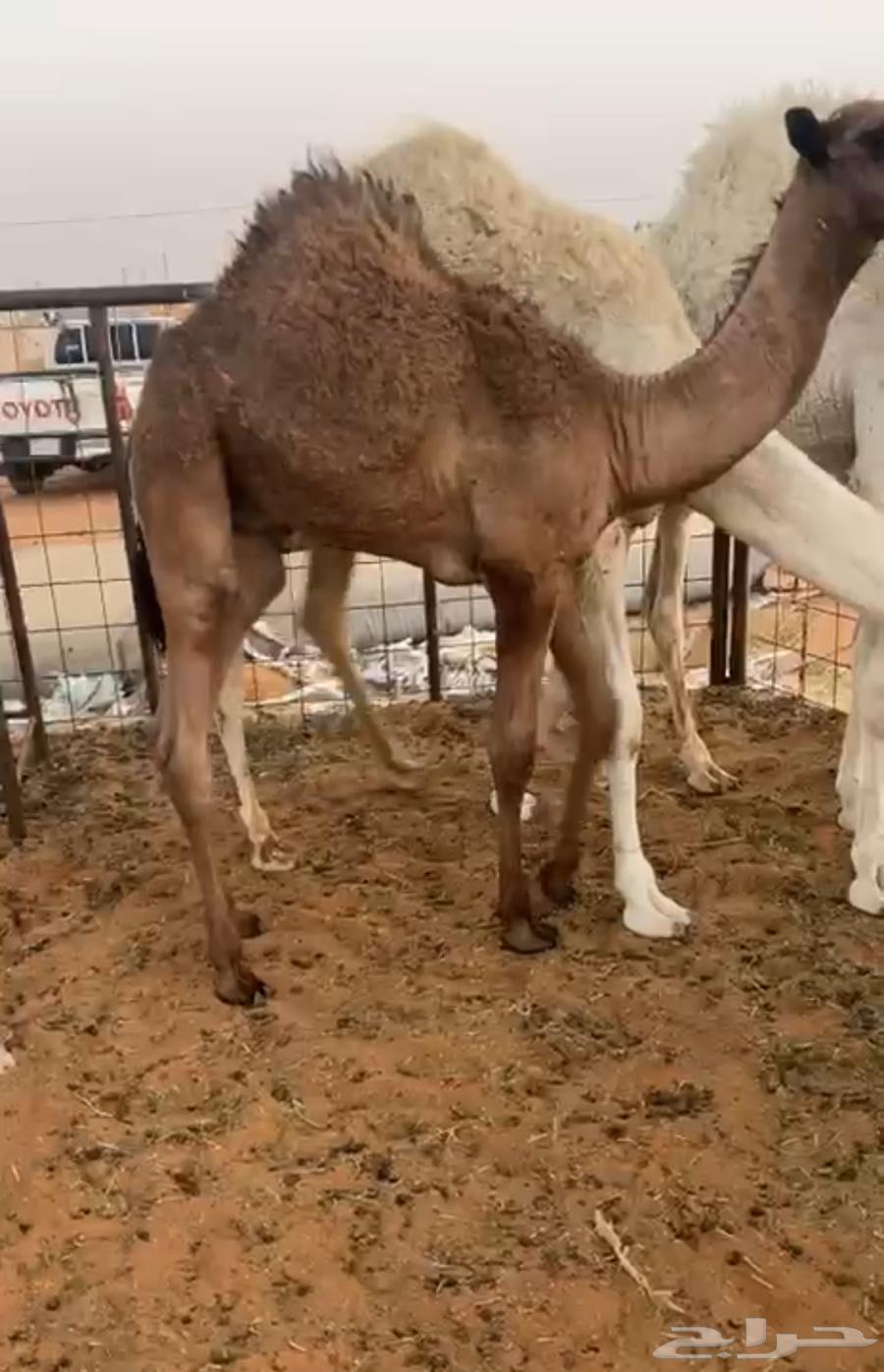 Abel64415047486210110