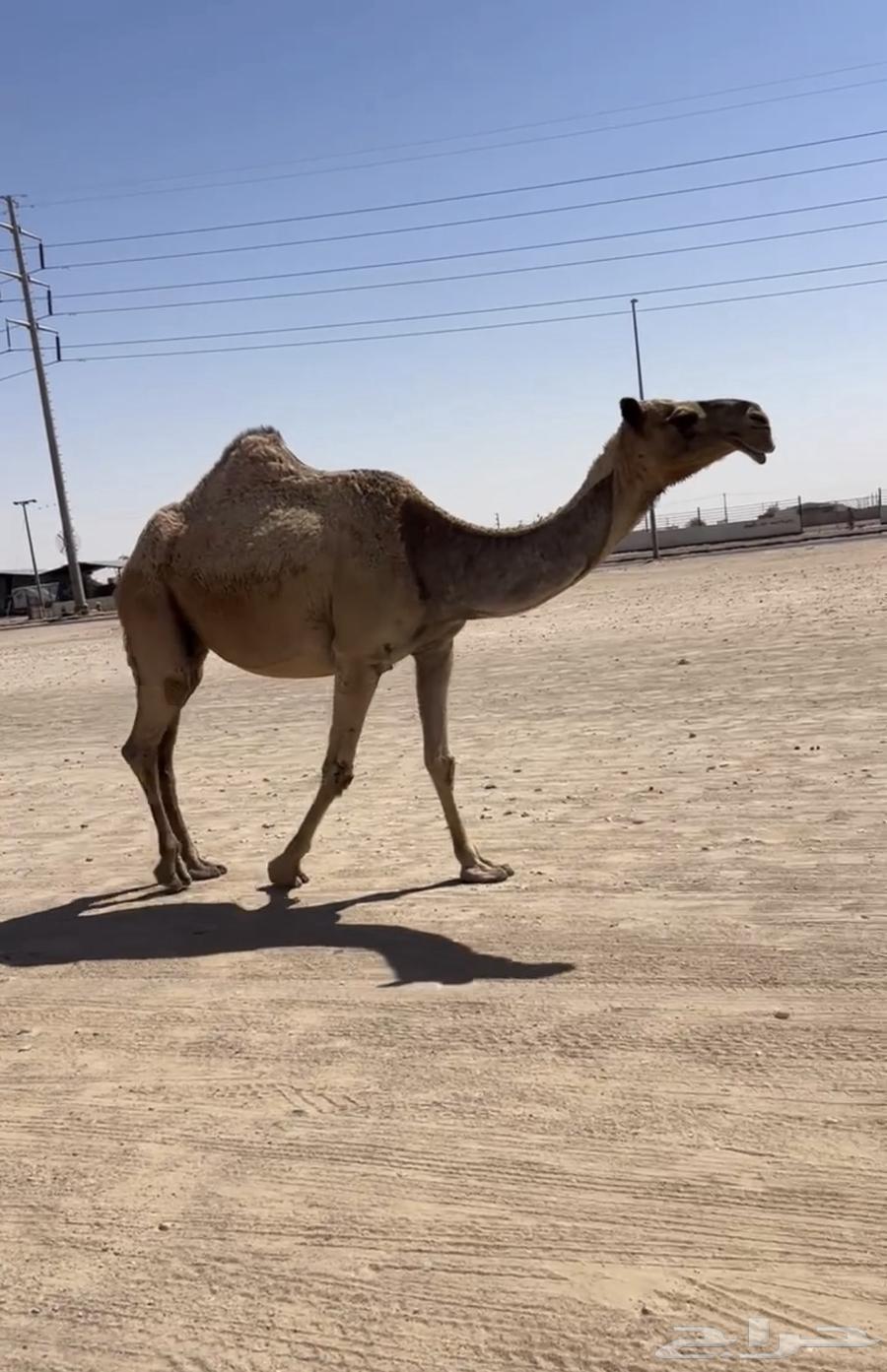 عشرا تحتها بكره على البرنس تم البيع64416518939778110