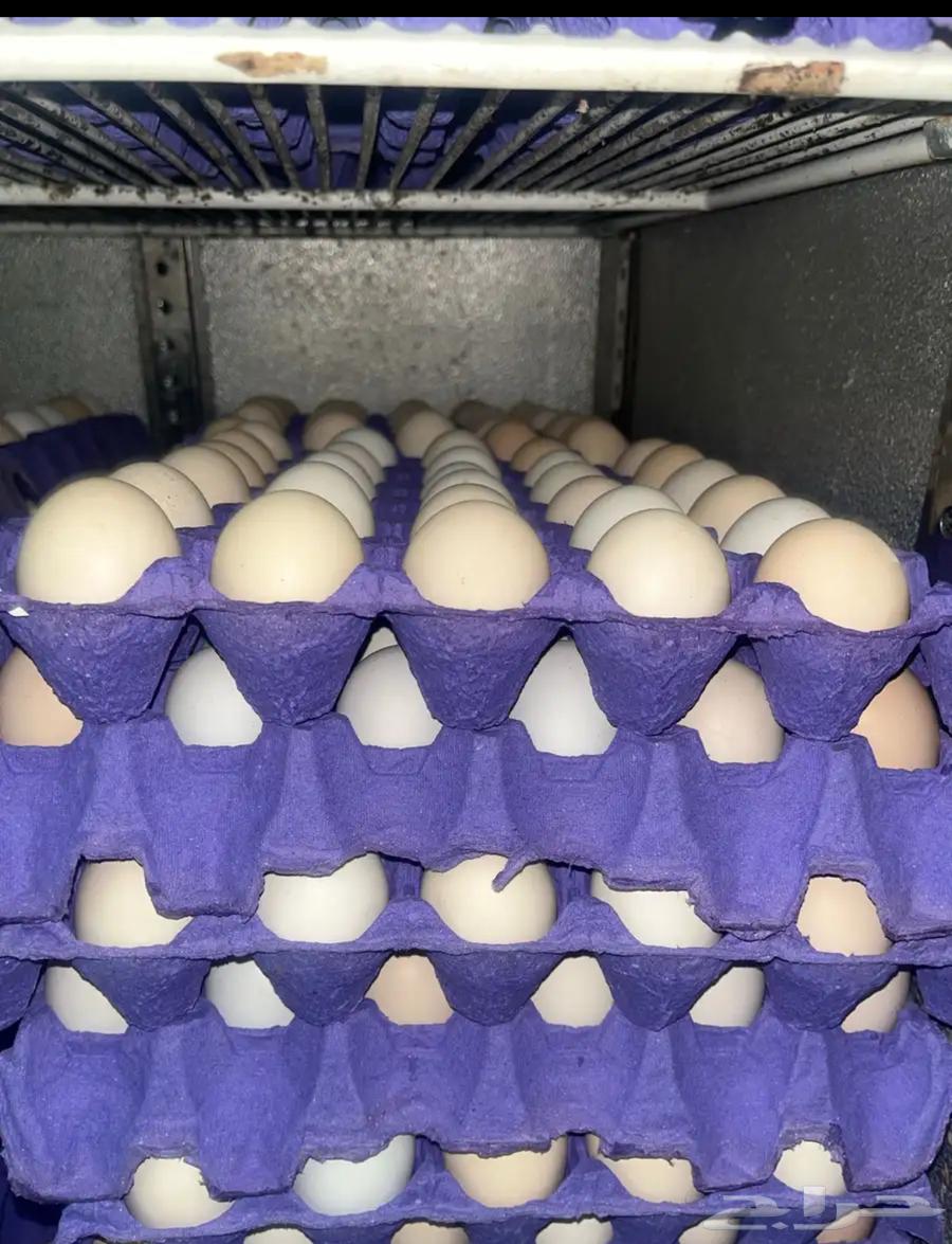 بيض بلدي مخصب64417427225987110