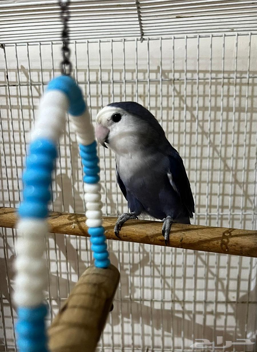 Breeding pair64417535457282111