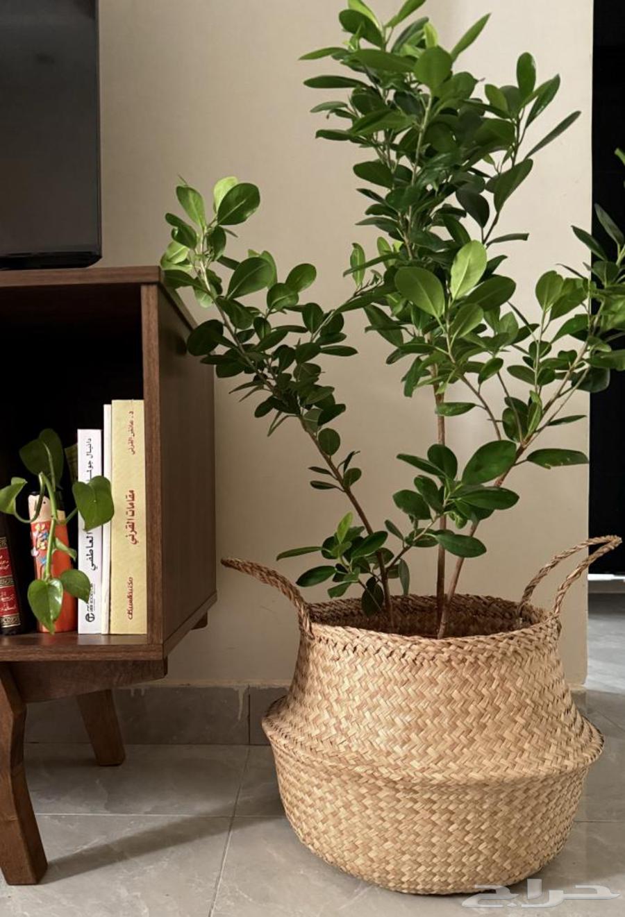 فيكس بانده - صبار (جلد النمر)64417821661826110