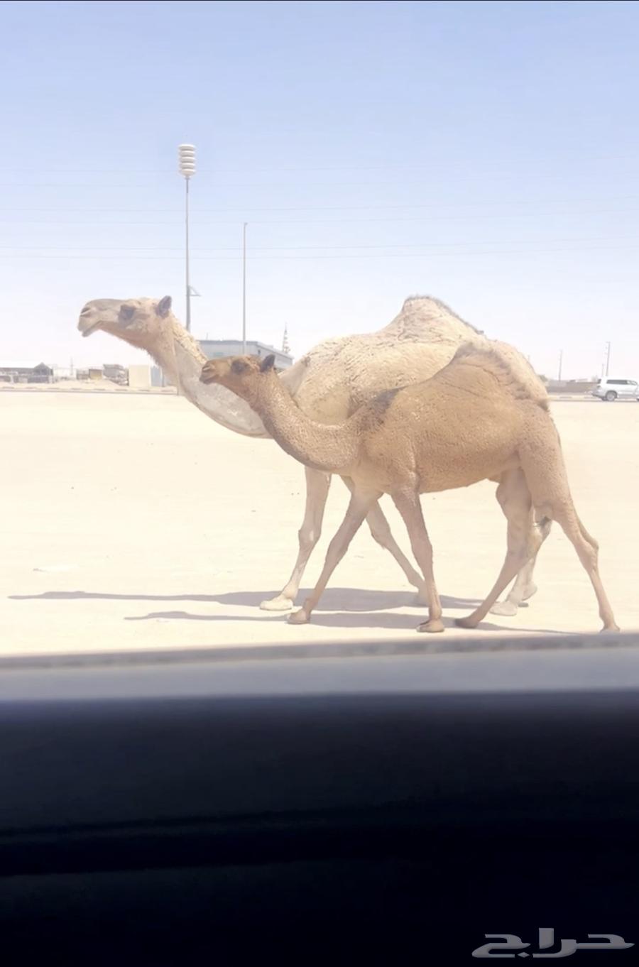 عشرا تحتها بكره على البرنس تم البيع64416518939778111