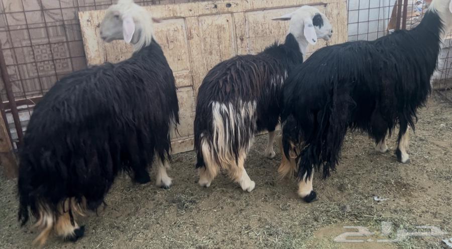 للبيع ضان نجد فل شحم وحيل64414726609923110