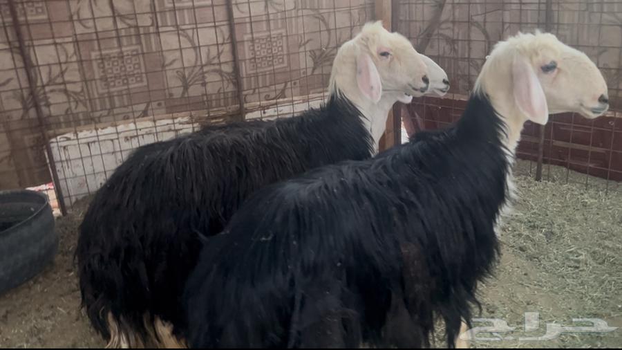 للبيع ضان نجد فل شحم وحيل64414726609923111