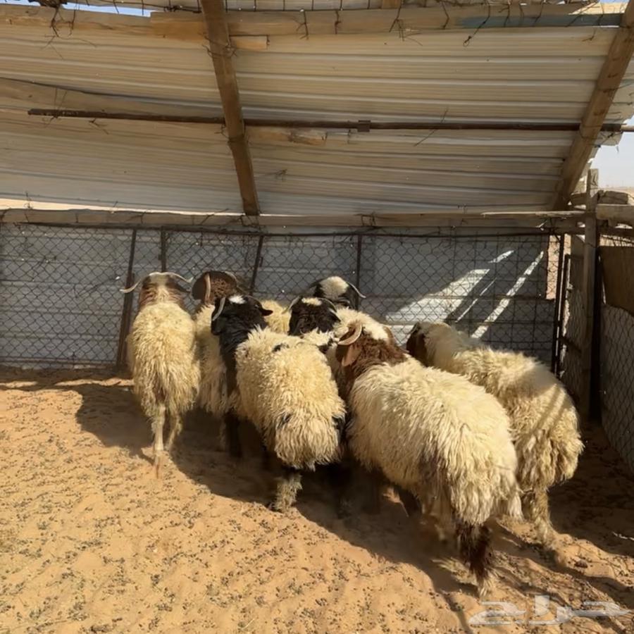 خرفان نعيم ( تم البيع )64413878304899110