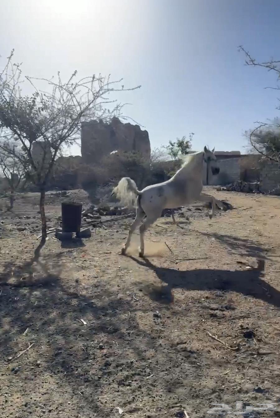 حصان شعبي للبيع64415652948226111