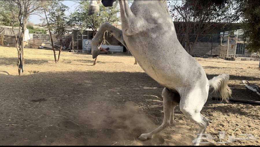 حصان شعبي للبيع64415652948226110