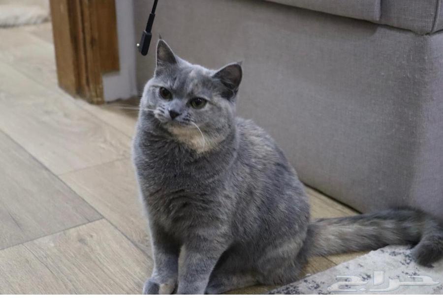 Scottish Straight Cat64416466404611111