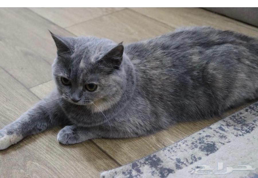 Scottish Straight Cat64416466404611113