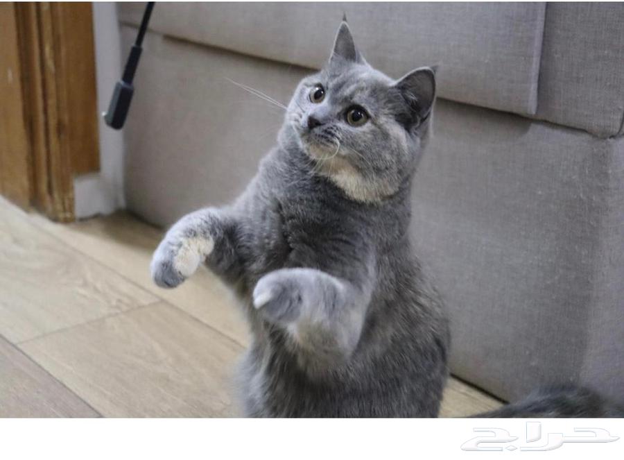 Scottish Straight Cat64416466404611110