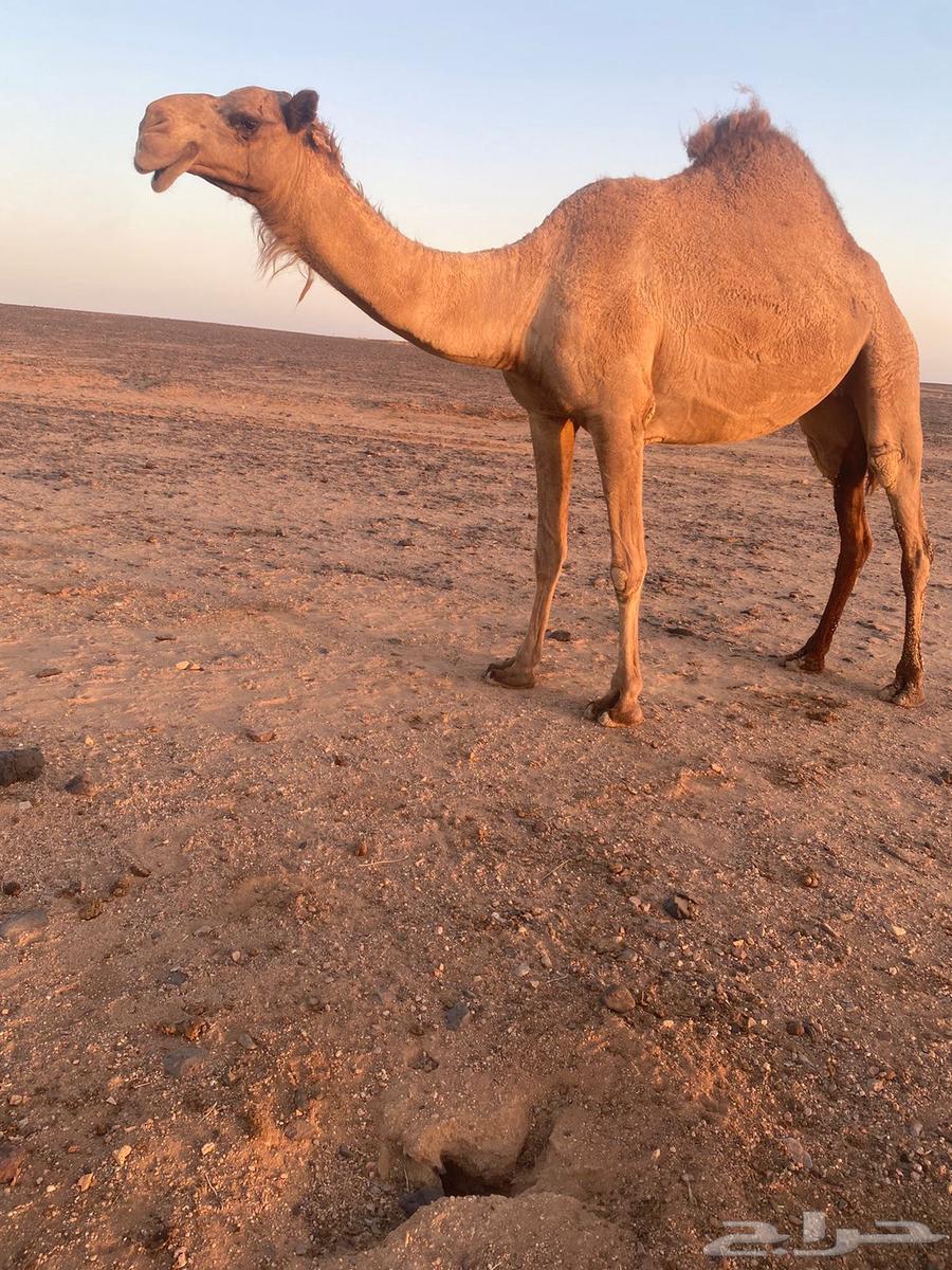 للبيع خفوت السن رباع64417306063361111