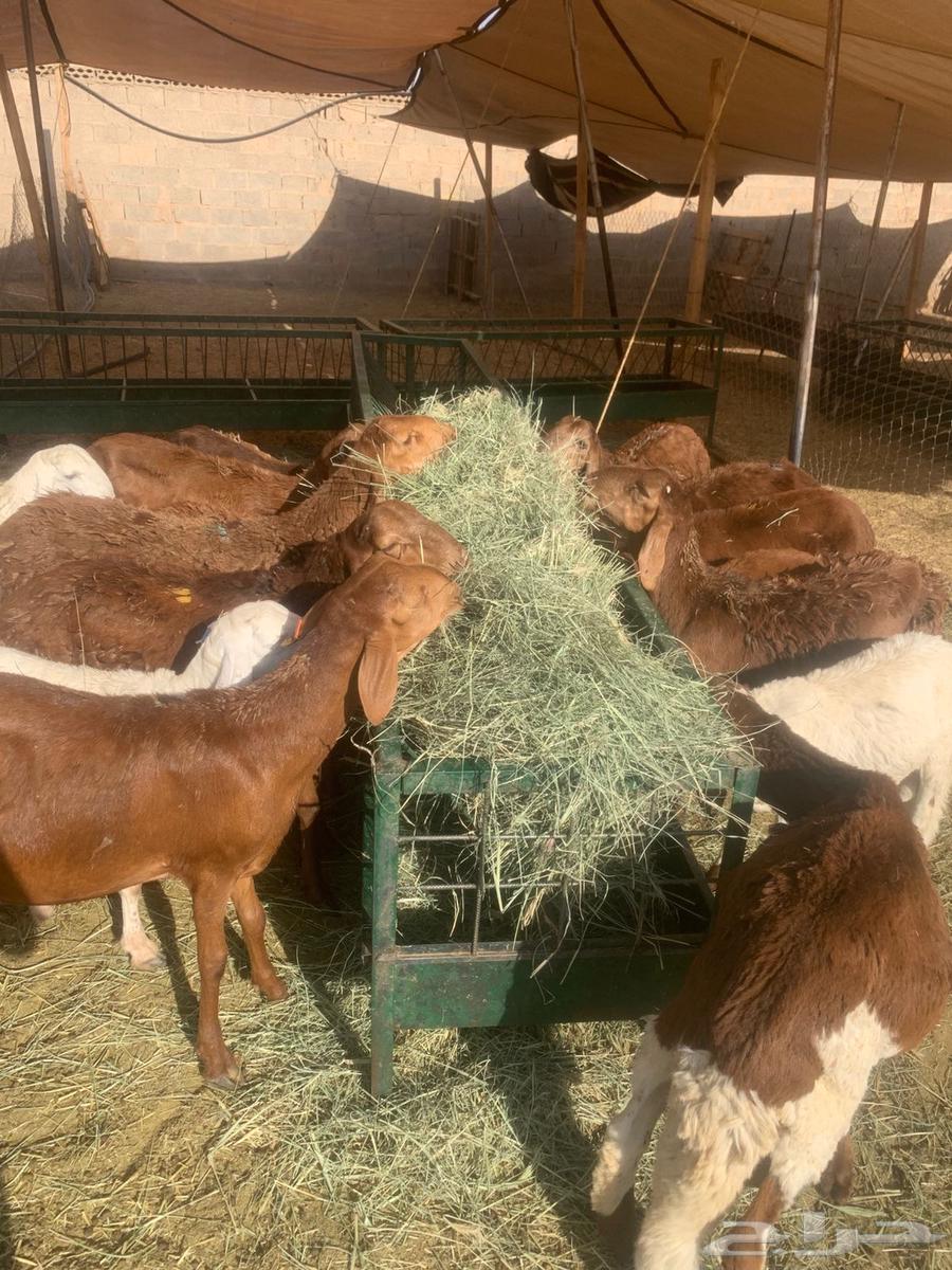 Naimi Jordanian goat, sheep, and rams raised for 4 months64412360428418110