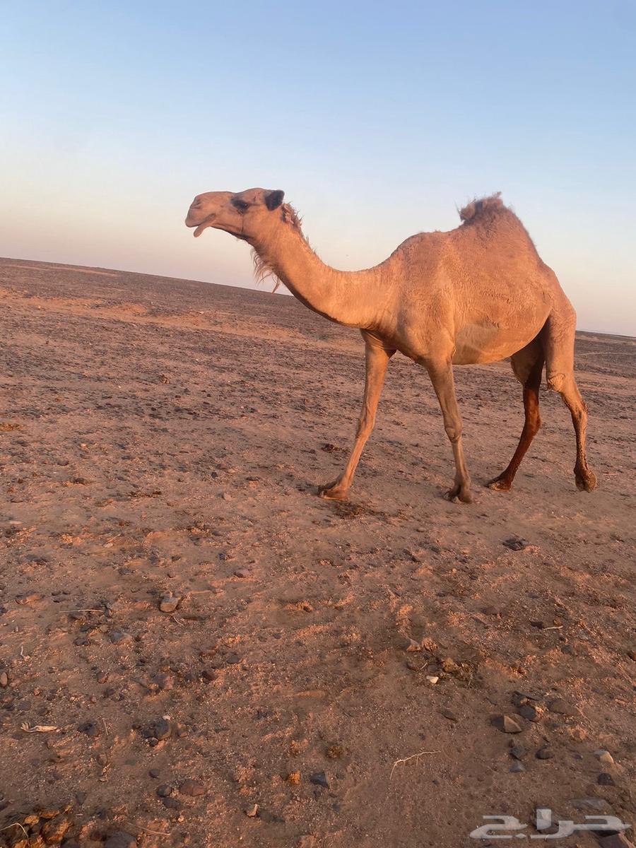 للبيع خفوت السن رباع64417306063361110