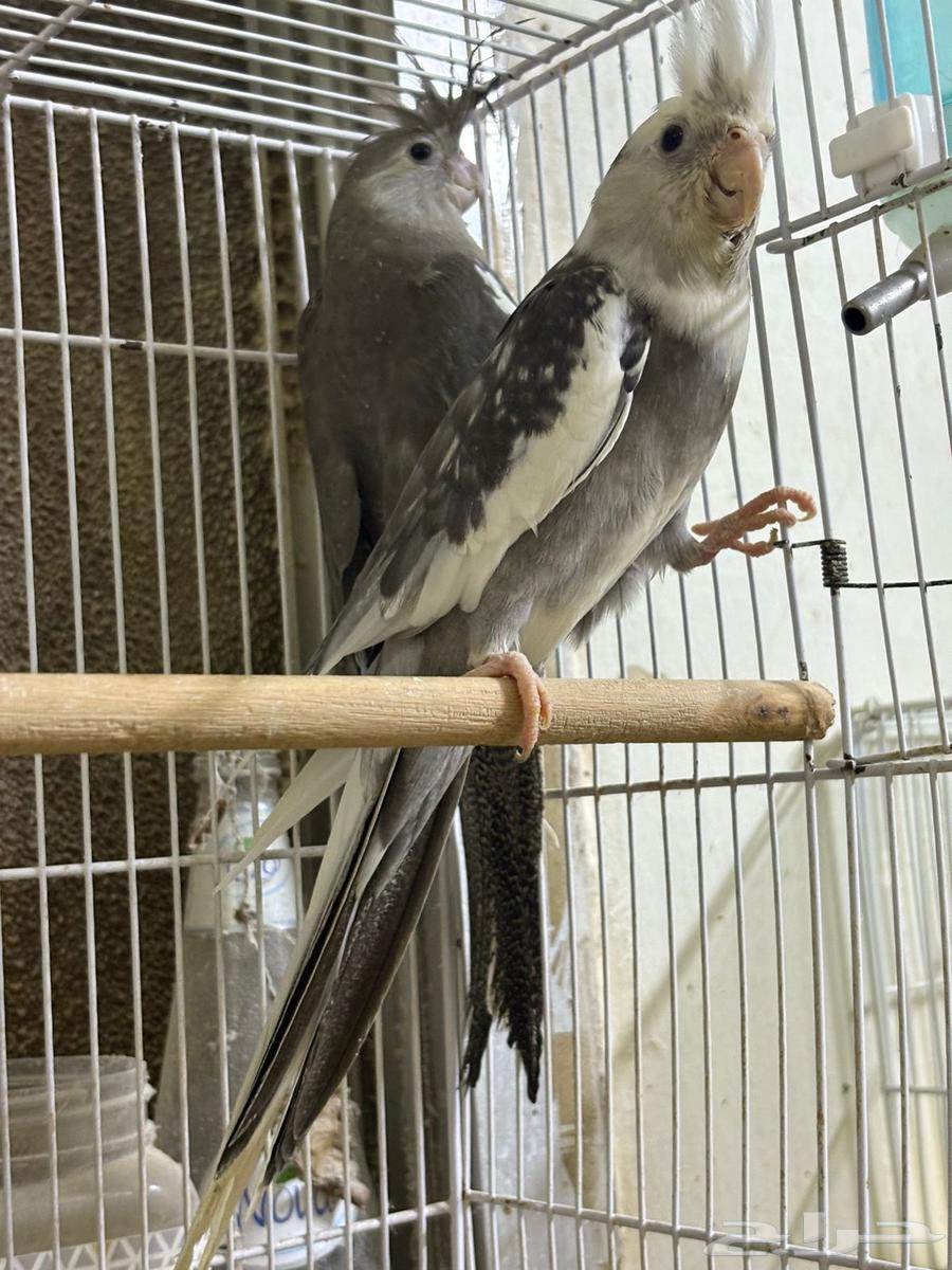 Dutch Krowan Pair (((Sold Outside the Site)))64413340085506111