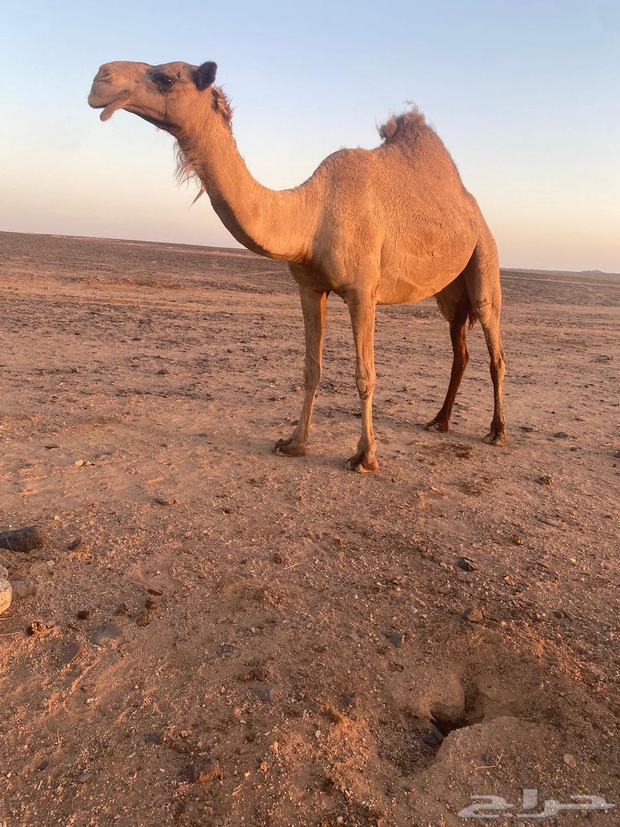 للبيع خفوت السن رباع64417306063361113