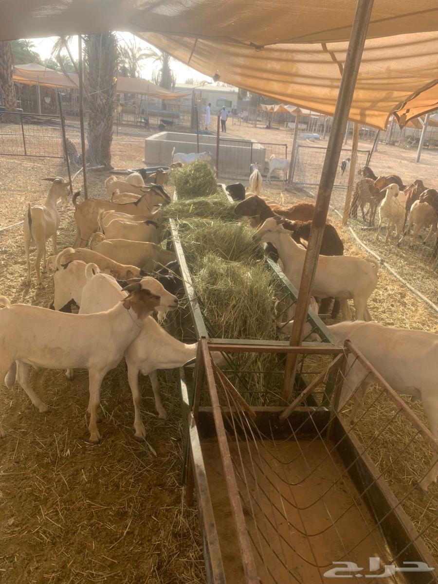 Naimi Jordanian goat, sheep, and rams raised for 4 months64412360428418111