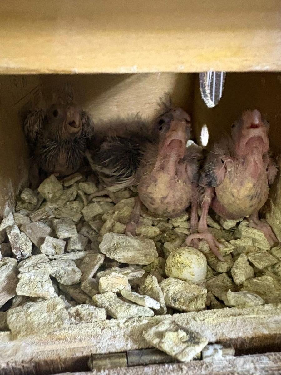 Dutch Krowan Pair (((Sold Outside the Site)))64413340085506113