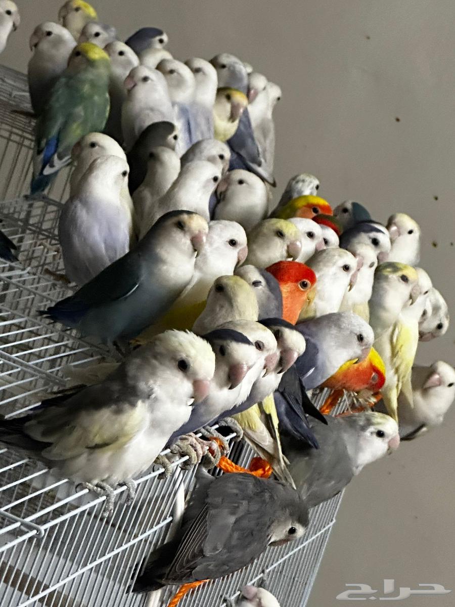 40 جوز روز منتج ( مطير )64414833126145110