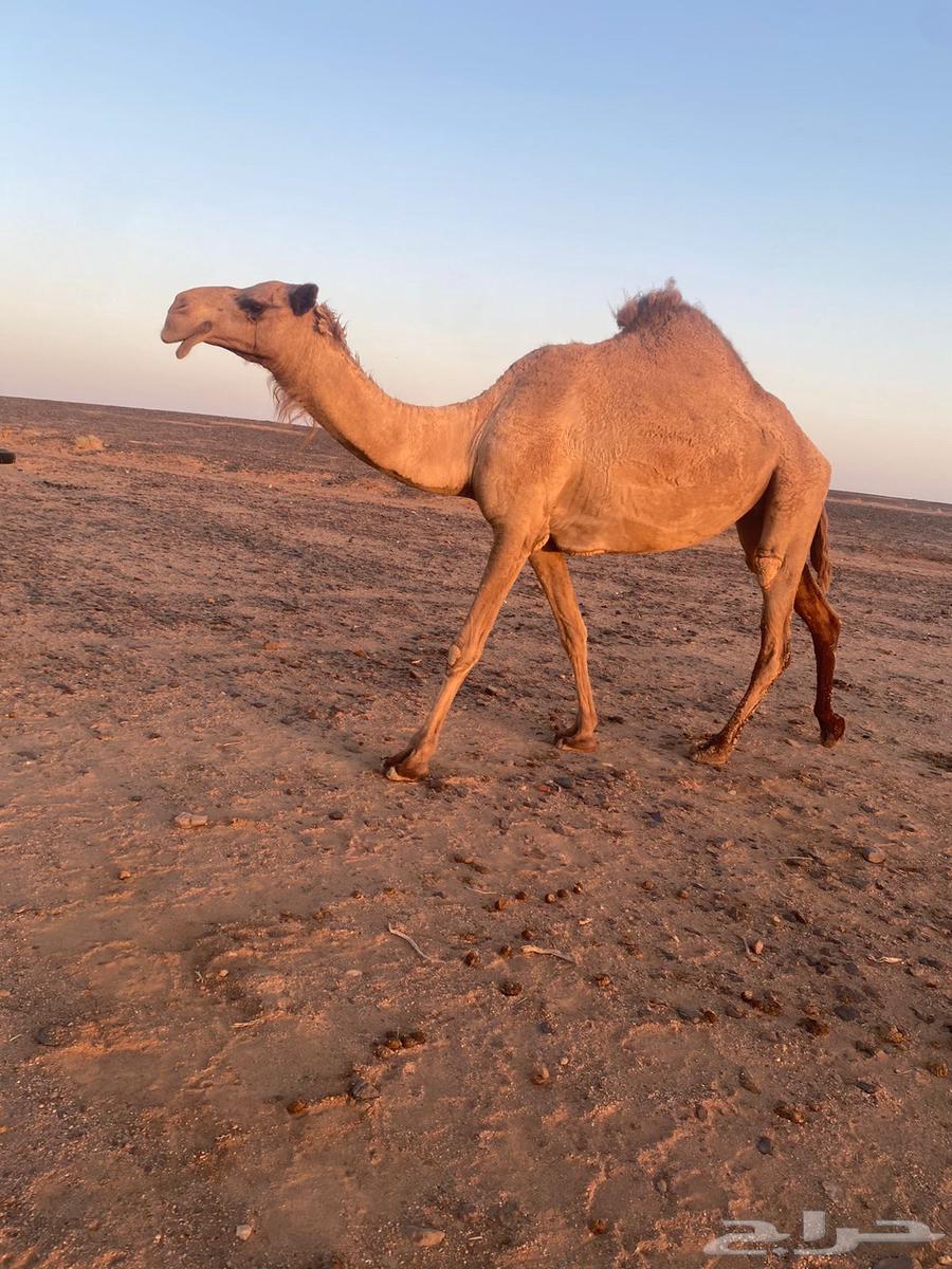 للبيع خفوت السن رباع64417306063361112