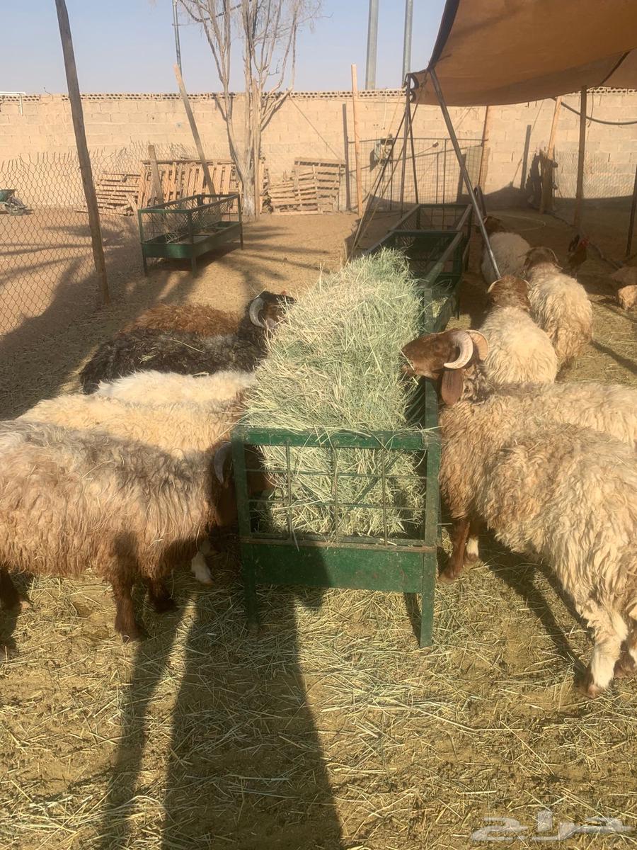 Naimi Jordanian goat, sheep, and rams raised for 4 months64412360428418112