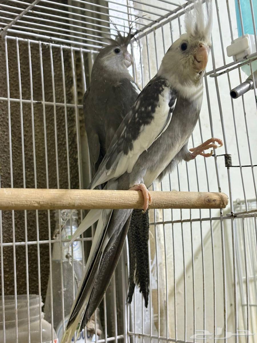 Dutch Krowan Pair (((Sold Outside the Site)))64413340085506110