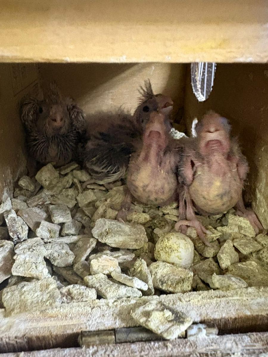 Dutch Krowan Pair (((Sold Outside the Site)))64413340085506114